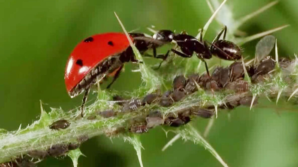 为什么小小的蚂蚁能够将人咬成残疾甚至有致死的风险