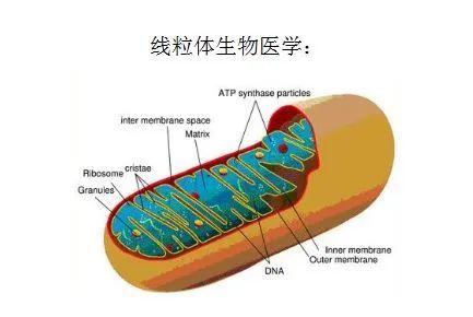 主要研究方向:从探索该类疾病的线粒体机制入手,揭示疾病发生发展过程
