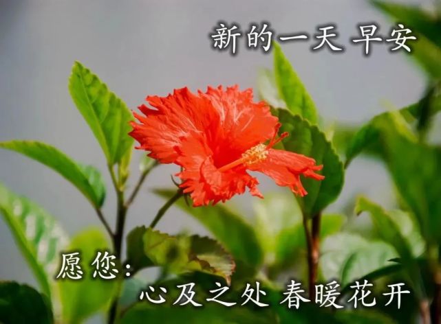 21朋友早晨微信问候语特好看早安祝福美图送给你 祝福语每日精选