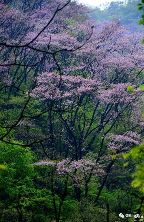 西安太平峪紫荆花图片