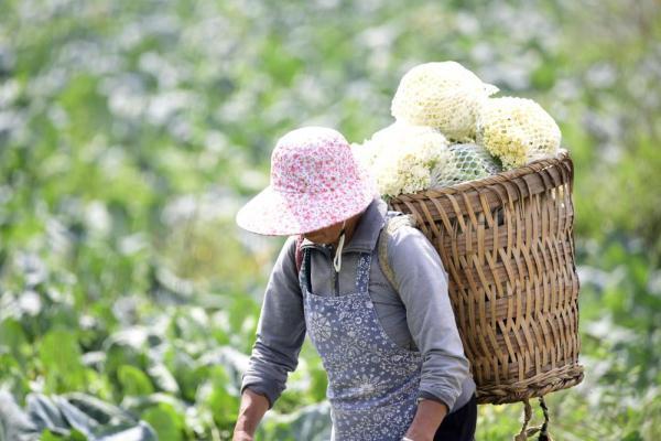 貴州安龍松花菜喜豐收