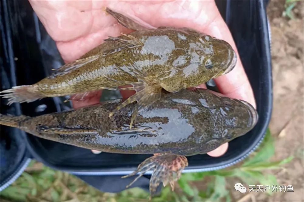 鱼不可貌相这些鱼输于颜值但胜在味道极为鲜美你全钓到过吗