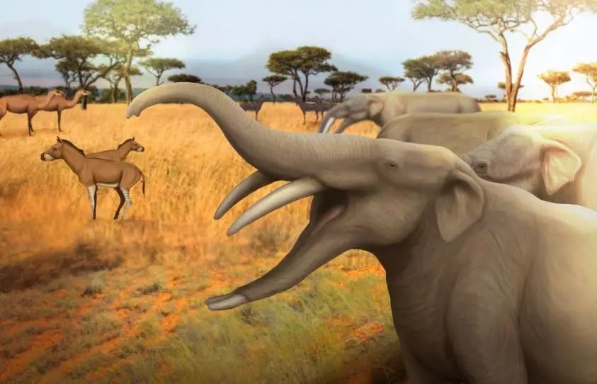 下颌长有一对下门牙的铲齿象 生存在中新世的非洲大草原