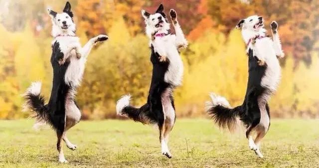 如果狗狗还会扑过来的话,家长就要蹲下来,视线与狗狗平视,然后通过