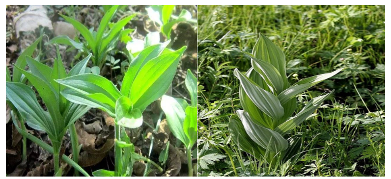 注意啦!黑龍江省疾控中心提醒:採食這些野菜有生命危險