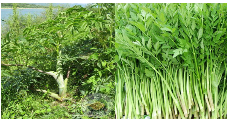 左:走马芹(有毒) 右:老山芹(无毒)专家提醒,野菜中毒就在我们身边