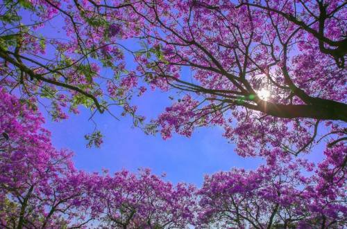 西昌一城春色半城花双双对对对芳华