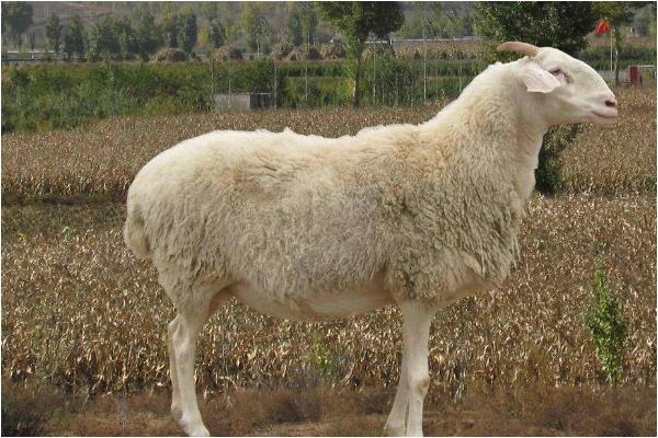 1967年53岁未羊一生宿命后半生的财神爷越老越有福