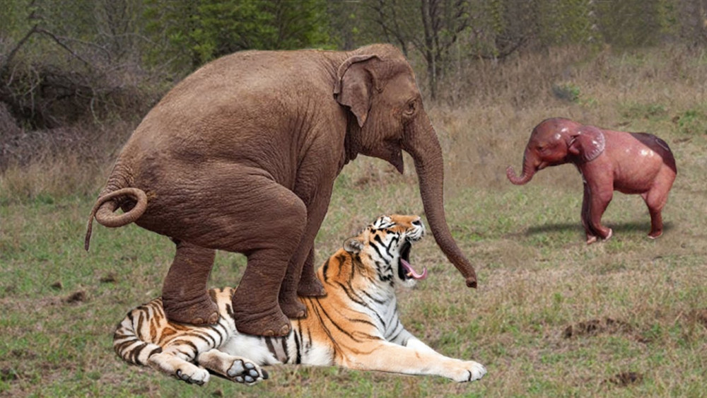 盤點地球上10種能輕鬆秒殺老虎的動物獅子豪豬入選第1無懸念