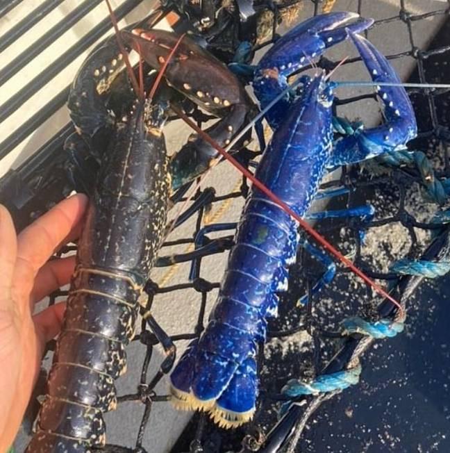 英国渔民捕获蓝色大龙虾好运气让其碰到这两百万分之一的可能