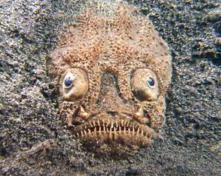 分布于西大西洋的海底沙地,栖息深度为可达36米.