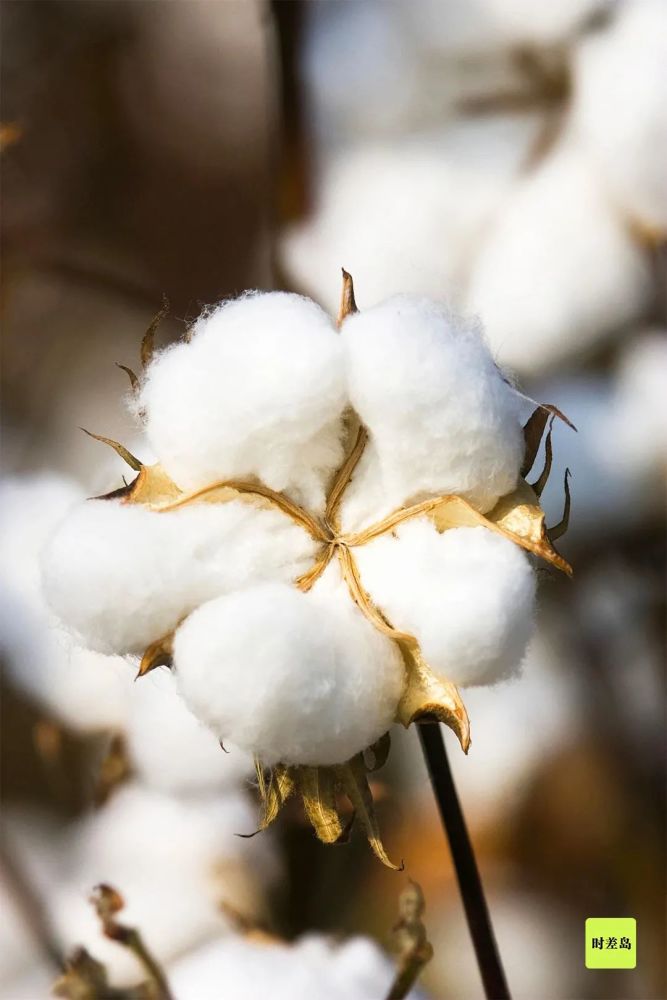 长光卫星x时差岛一朵棉花的世界