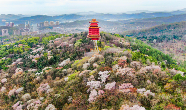 丹东锦江山公园的樱花图片