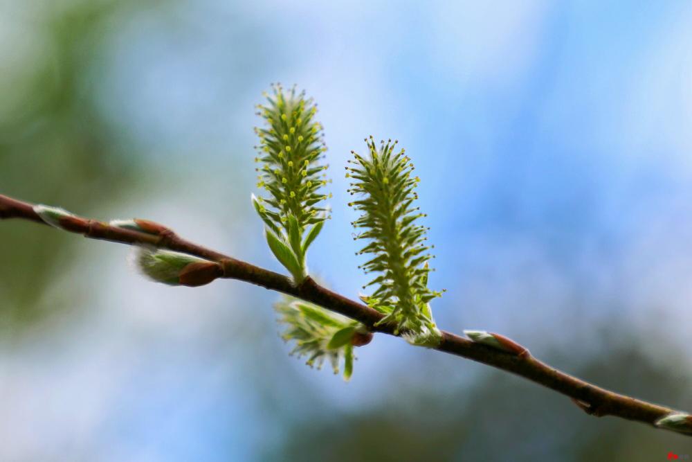 报春的音符——"毛毛狗"上树