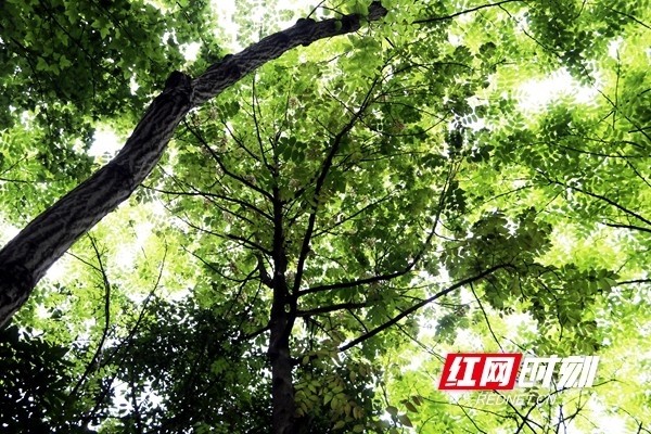 湖南省植物园国宝级植物伯乐树花期正当时