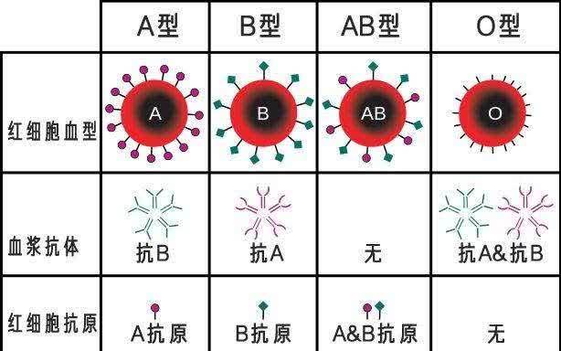 天才最多的血型图片