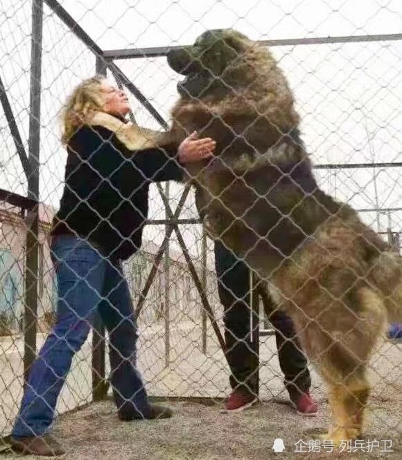 朋友開玩笑問有沒有900斤高加索犬,至於高加索犬有多大呢,高加索犬最