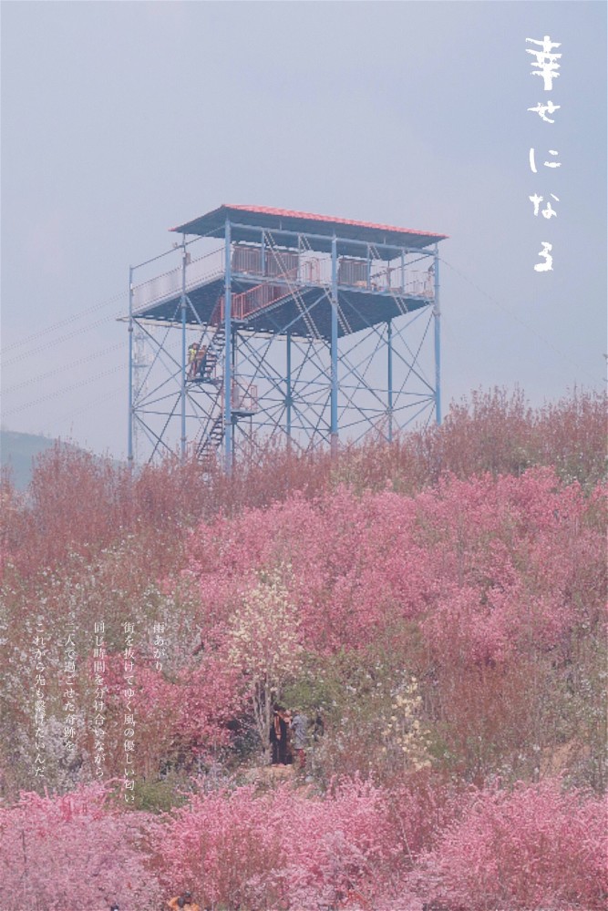 太原樱花圪僚沟里的世外桃源心动了吗丰子恺先生说