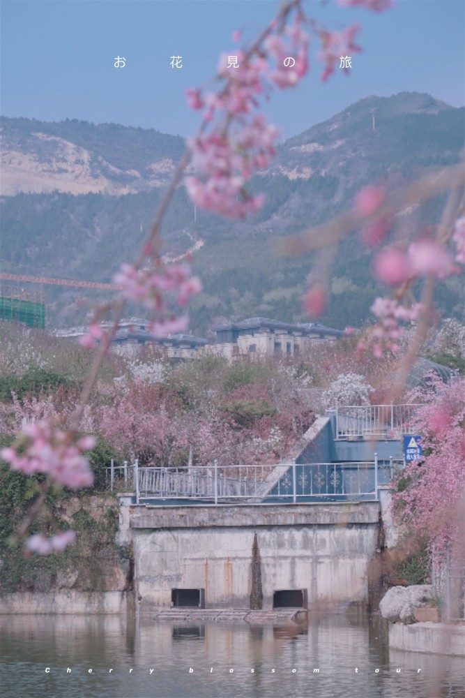 太原樱花圪僚沟里的世外桃源心动了吗丰子恺先生说