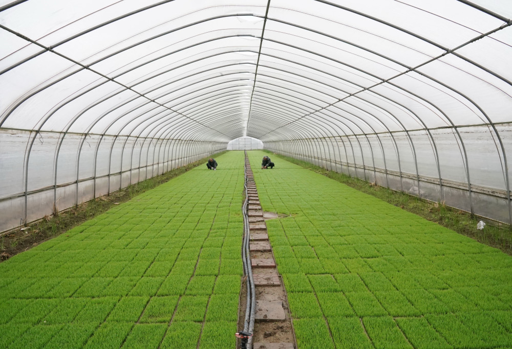 4月23日,唐山市海港經濟開發區秋利有機水稻種植合作社的社員在查看