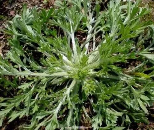 【武山文苑】家乡的山野菜