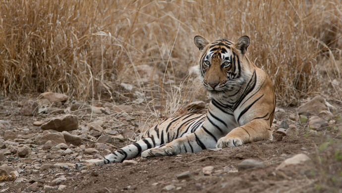 黑龙江鸡西"虎出没"咬伤群众拍碎车窗,正合围中