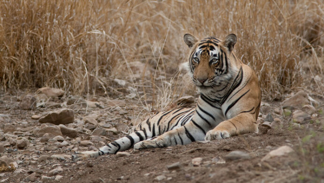 黑龙江鸡西"虎出没"咬伤群众拍碎车窗,正合围中|老虎|黑龙江|鸡西