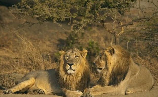 许多小伙伴的第一个想到的就是非洲的"草原之王"非洲狮,但其实,亚洲