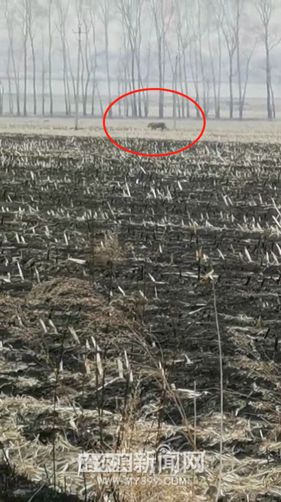 突发密山野生东北虎下山进村扑倒村民民警紧急出警