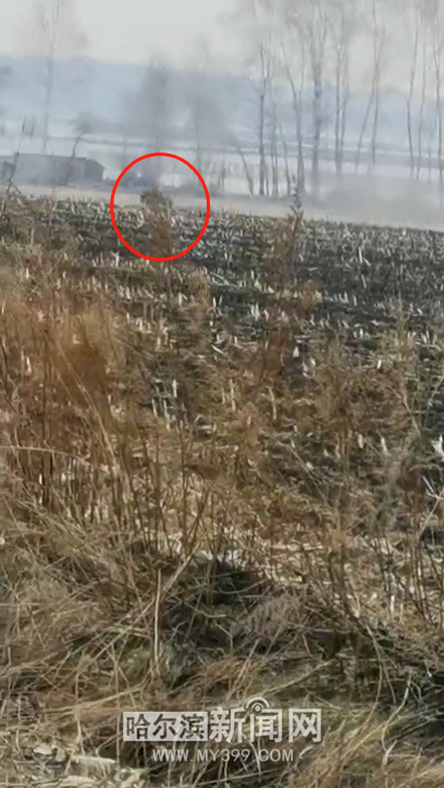 密山野生东北虎下山进村,扑倒村民|民警紧急出警