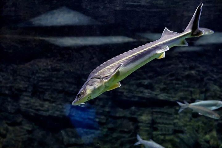 鱘龍魚:硬骨魚綱鱘科的魚類,它也是一種古老的魚種,通常能長到1米左右