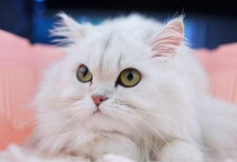 猫不吃猫草会怎么样_腾讯新闻