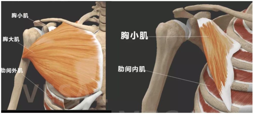 女明星们引以为傲的蝴蝶骨其实是病态的