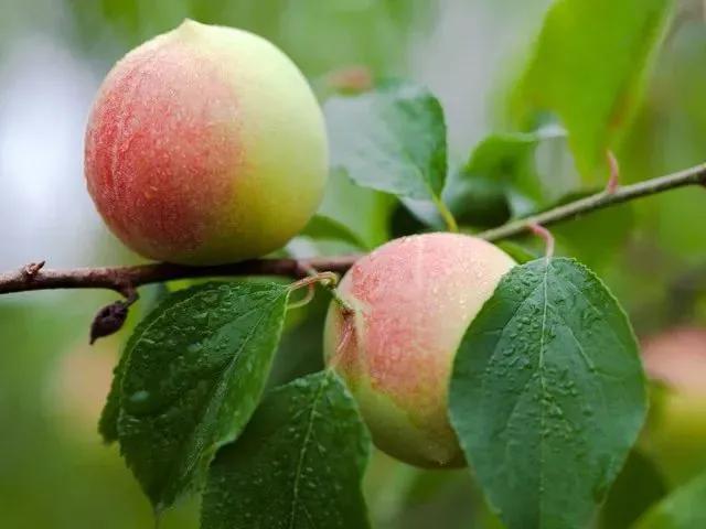 小青梅大产业热泵烘干助力乡村振兴