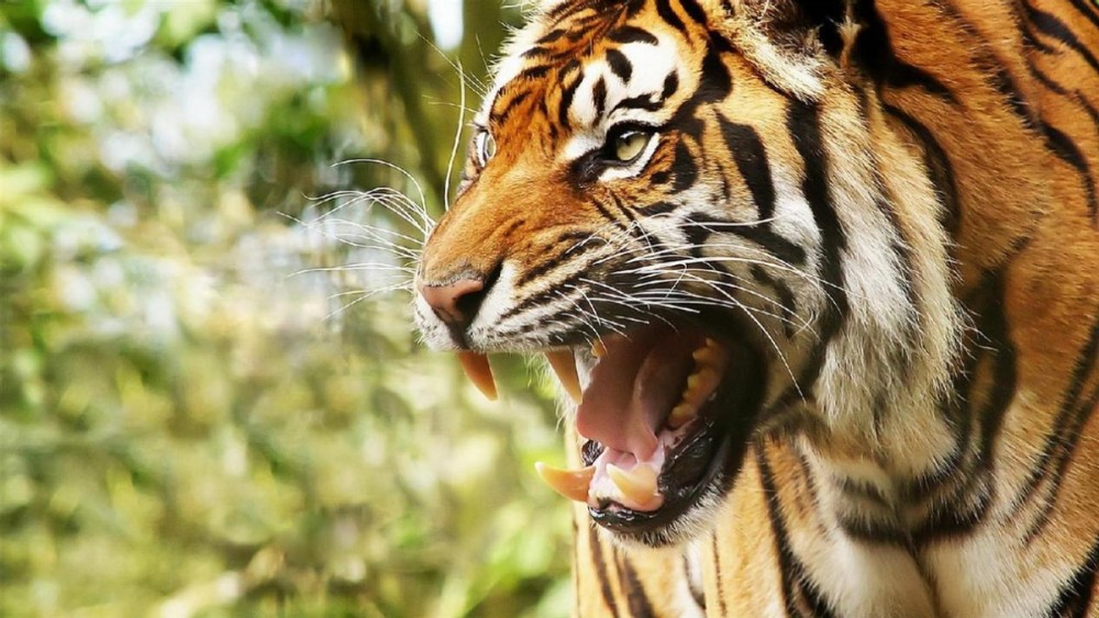 老虎有尖牙利爪 毒蛇有毒液 人为什么没有发展出攻击性的器官 腾讯新闻
