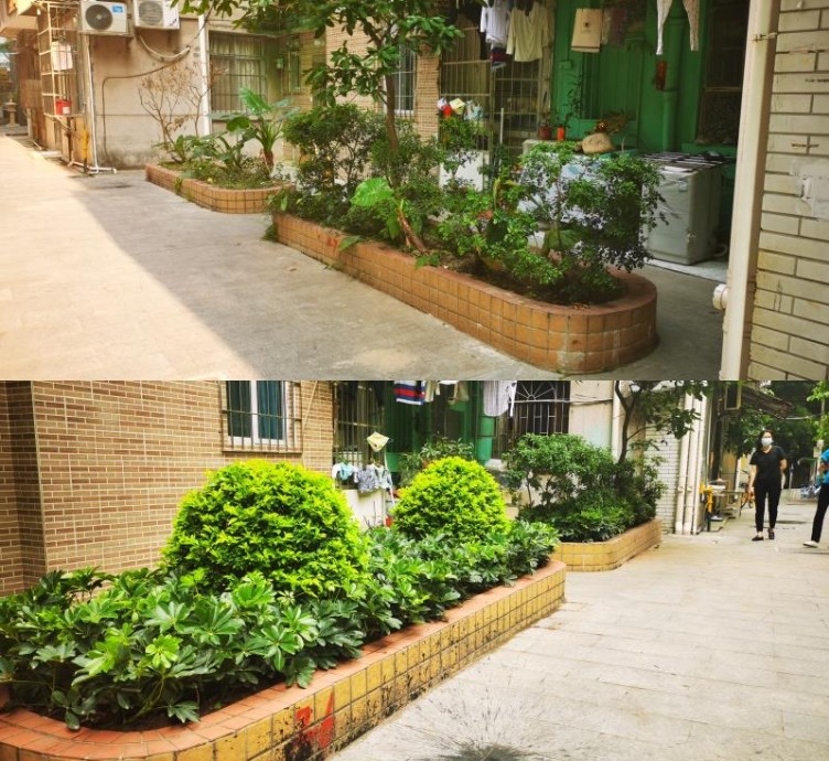 居民楼花基变美!广州市林业和园林局参与街道微改造_腾讯新闻