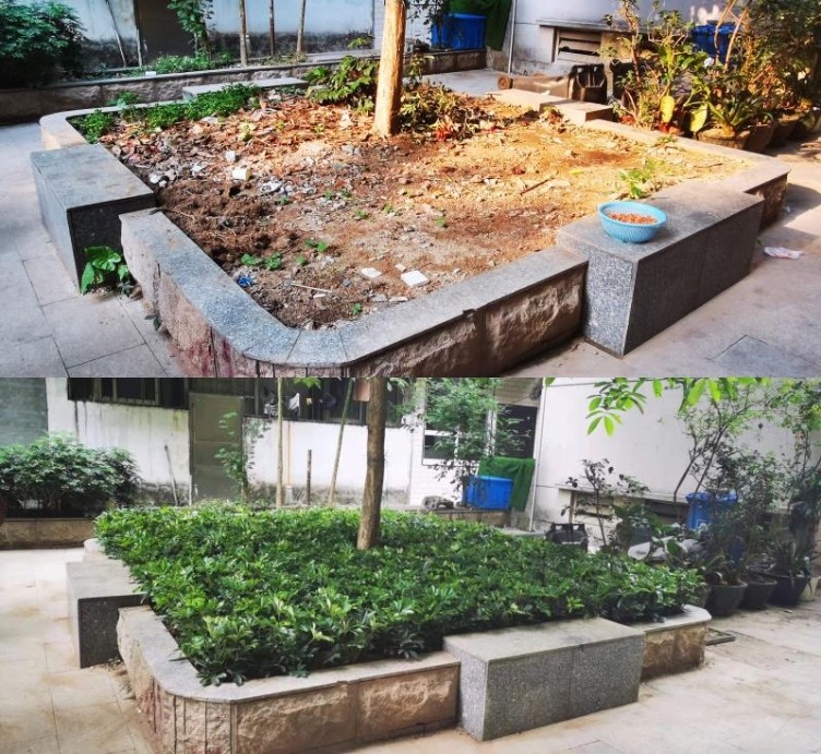 居民楼花基变美!广州市林业和园林局参与街道微改造_腾讯新闻