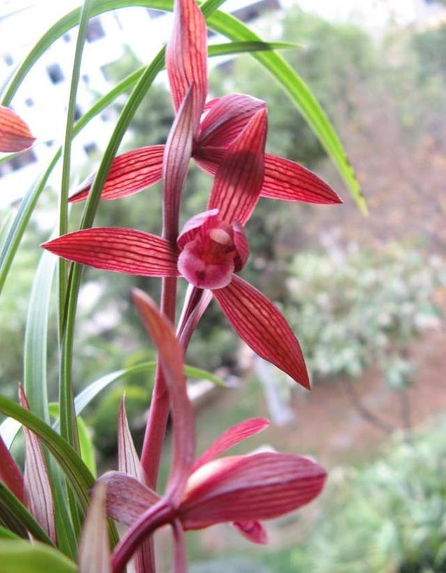 若有幸遇到此兰花别犹豫尽快入手花色红艳且变化无穷香味浓