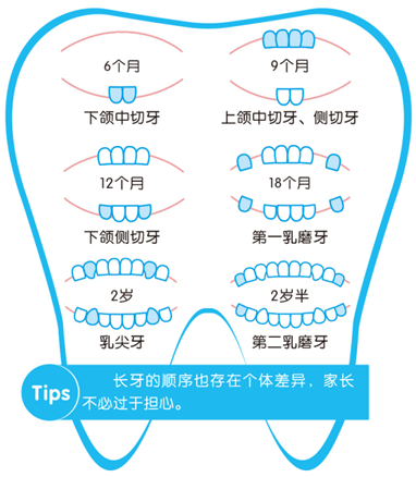 然後就會一顆接一顆的長出,在3歲以前20顆乳牙就會長全