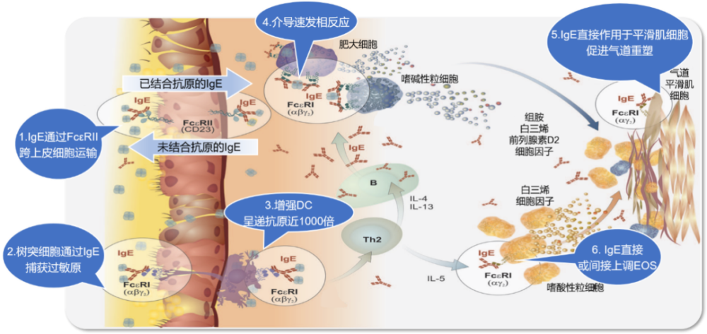 3傳統意義上,ige在機體中的生理作用與抗寄生蟲免疫應答和肥大細胞