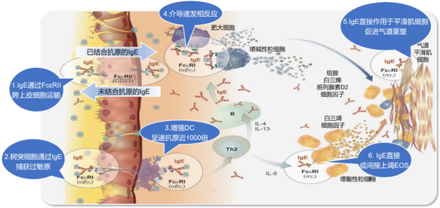 61 ige在哮喘發病機制中的作用1,3傳統意義上,ige在機體中的生理