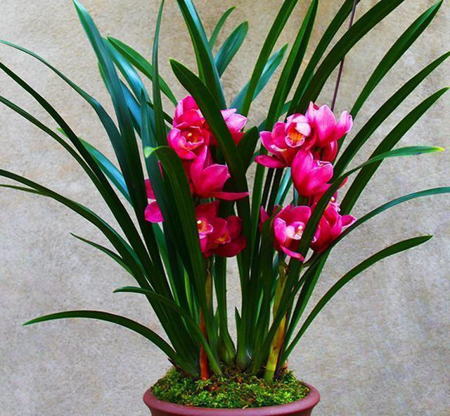 名贵兰花大将军开花一茬接一茬365天不停歇上盆效果棒