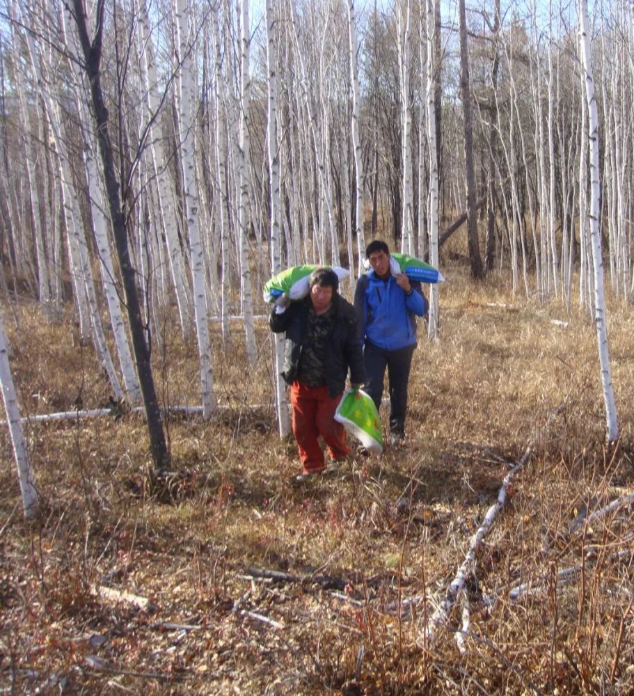 基层动态瓦拉干林场扎实开展春季病虫鼠害防治工作