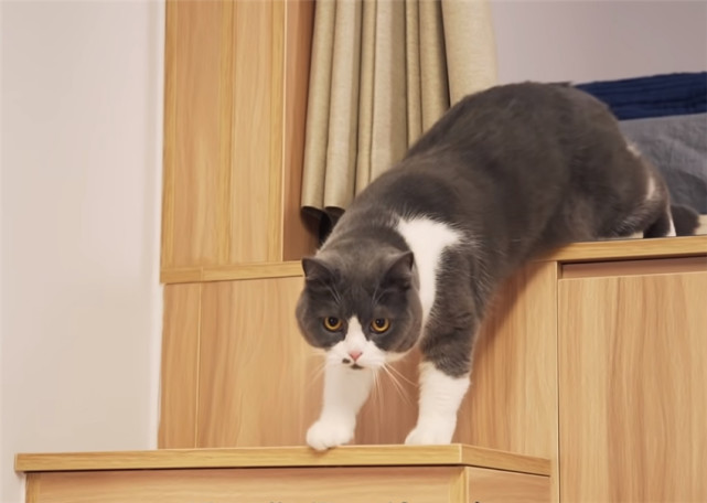 香港80后猫奴夫妇 买下32 蜗居养两只猫 穷装 改造猫咪乐园 腾讯新闻