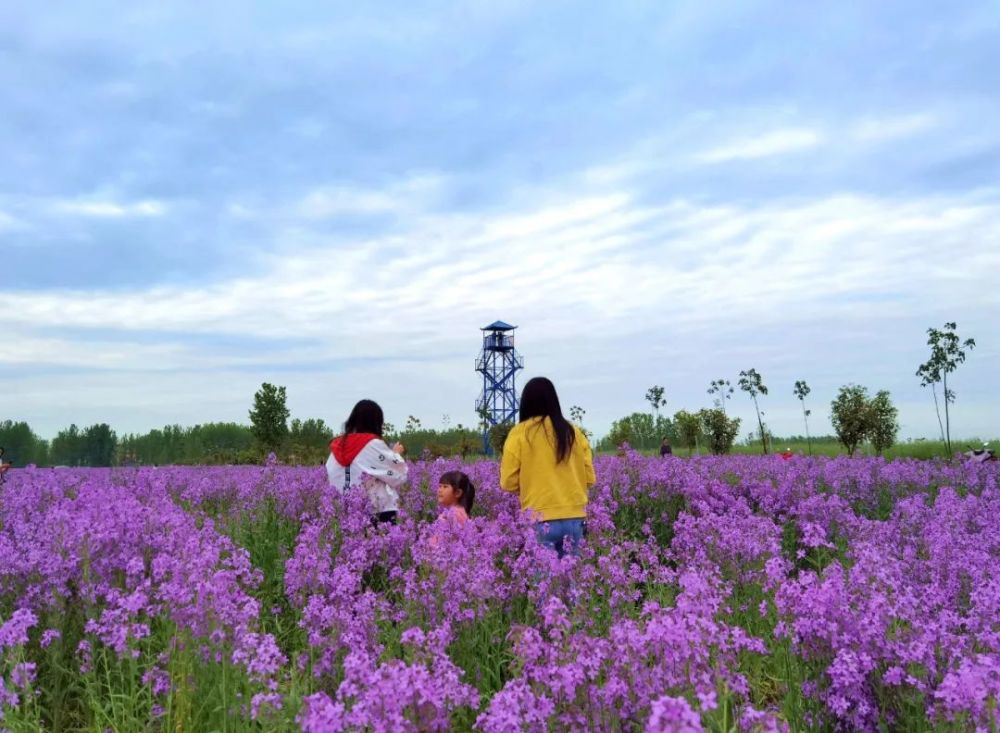 震驚紫色油菜花海你見過嗎藍天芝麻小鎮上萬張門票免費送速來