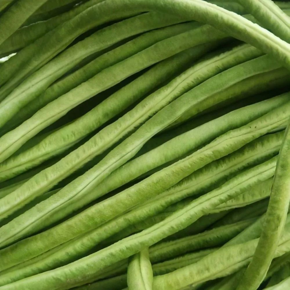 厚肉型架豆新品种!好吃又漂亮,豇豆种植户的新宠!厚肉,高产,赶紧试试