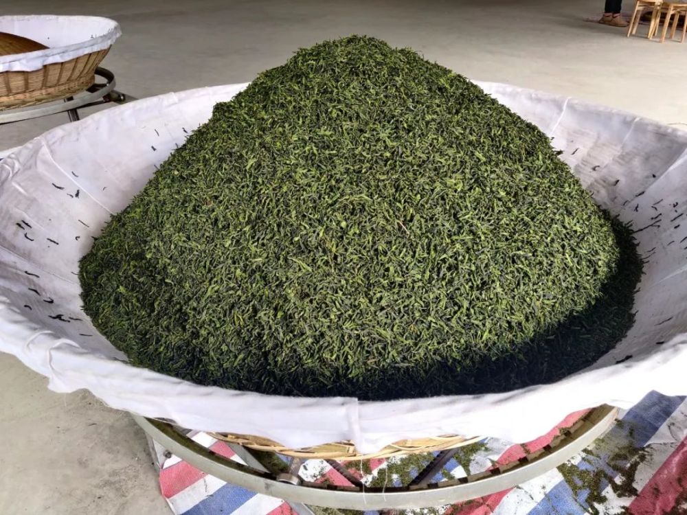 四月安徽行8六安瓜片的烘青干燥三部曲