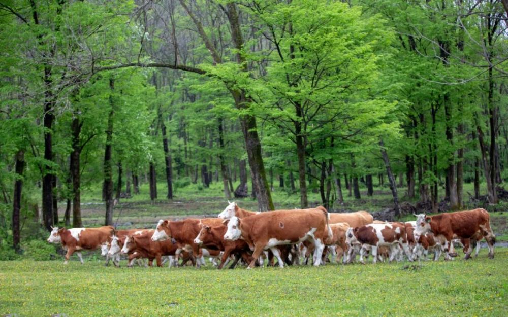 因为,在「七山二水一分田」的桦甸,耕地稀缺,林下资源却丰盛,适宜发展
