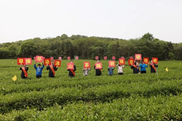 陸羽故里話稅收|天門市|佛子山鎮|茶聖|湖北