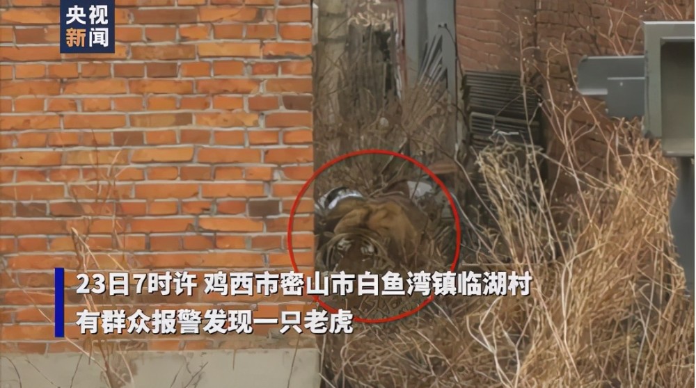 今早野生东北虎进村咬伤村民一掌拍碎车窗玻璃